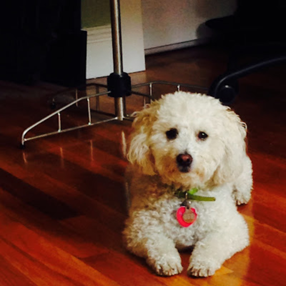 Meet your Posher, Marley